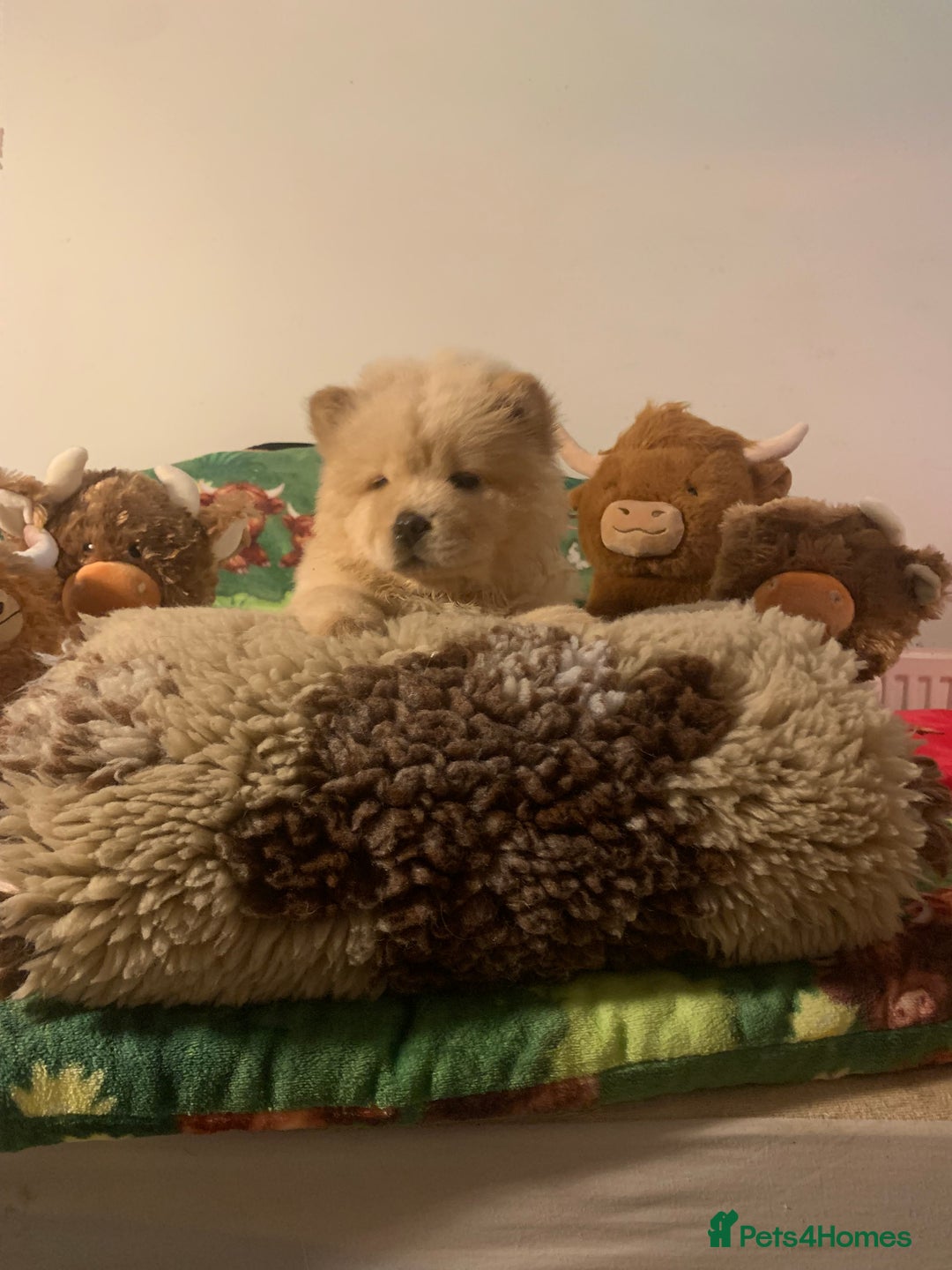 Chow Chow dogs for sale: 5 Chow Chow Puppies - Image 4