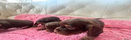 Cocker Spaniel dogs for sale: Beautiful working cockers  - Advert 13