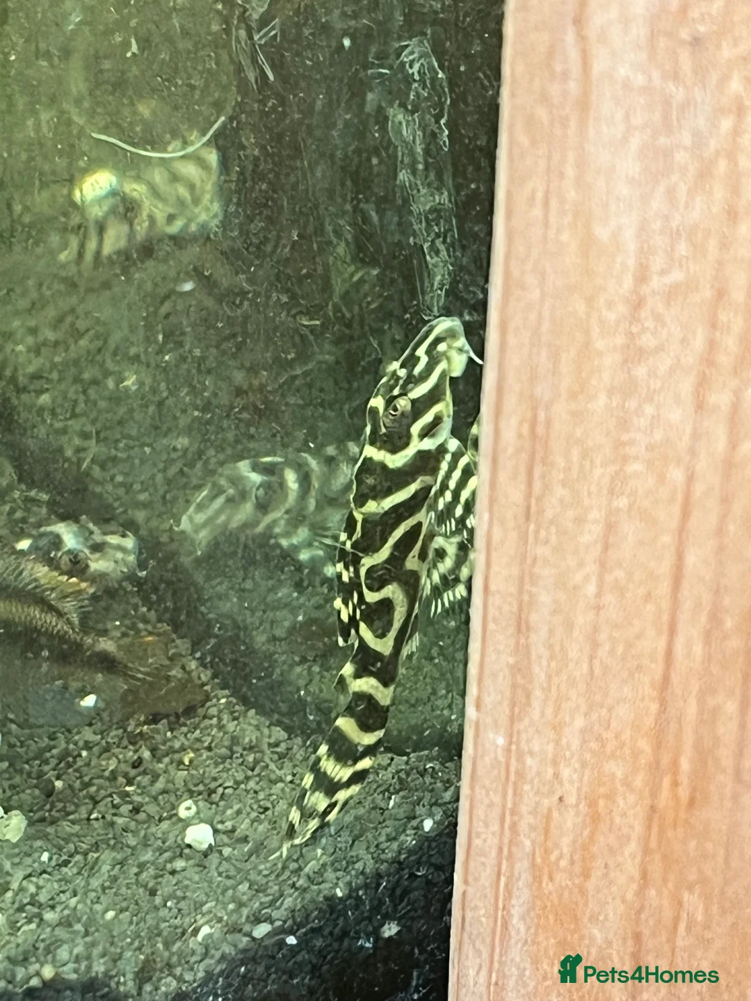 Plecos fish for sale: L236rb cracked zebra Pleco. 1”-2” - Advert 3