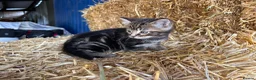 Mixed Breed cats for sale: Gorgeous little litter of friendly kittens - Advert 3