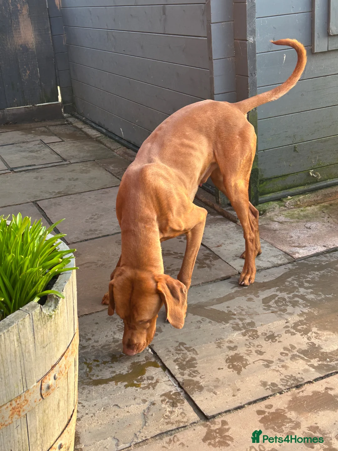 Hungarian Vizsla dogs for sale: Returned to breeder stunning vizsla boy  - Advert 4