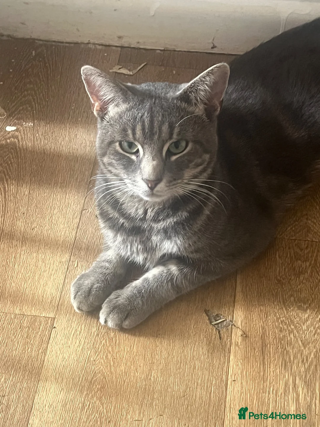 Domestic Shorthair cats for adoption: Rescue KING! 🤍 - Advert 1