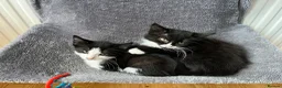 Mixed Breed cats for sale: Kittens  - Advert 4