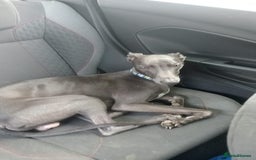 Whippet dogs for stud: Blue male whippet for stud  in Wingate - Image 5