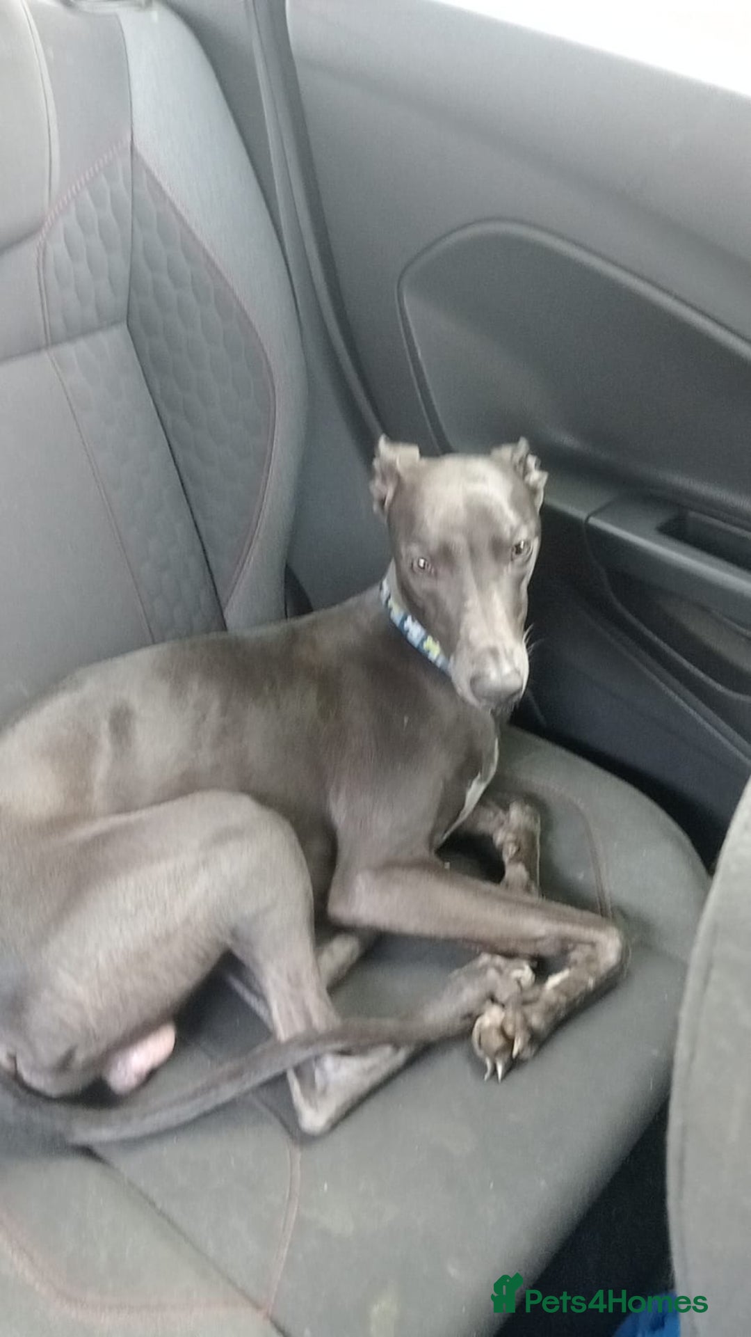 Whippet dogs for stud: Blue male whippet for stud  in Wingate - Image 5