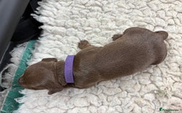 Miniature Dachshund dogs for sale: Miniature dachshund puppies  - Image 15