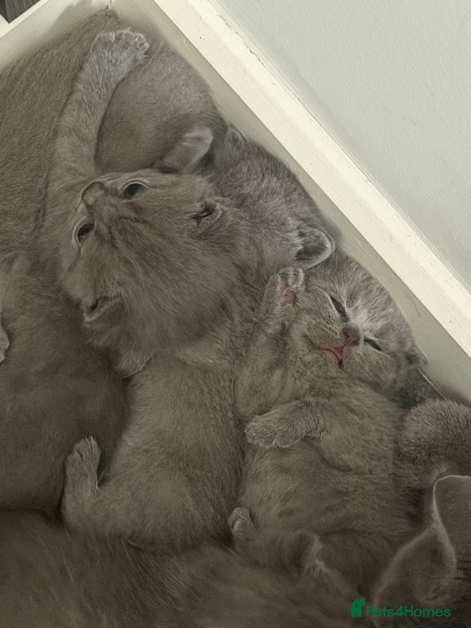 British Shorthair cats for sale: pedigree kittens  in London - Advert 6