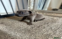 Mixed Breed dogs for sale: Frenchie x Staffy puppies  - Image 10