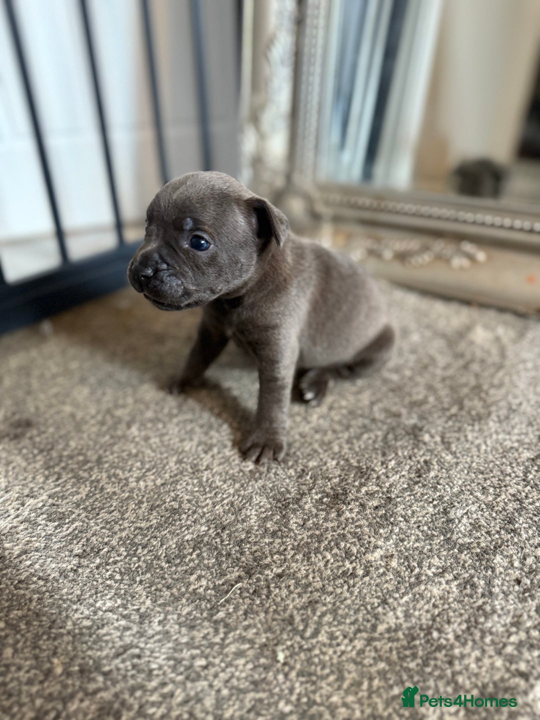 Mixed Breed dogs for sale: Frenchie x Staffy puppies  - Image 10