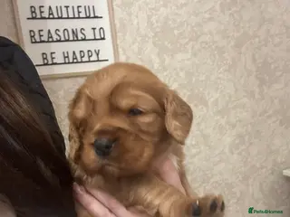 Cockalier dogs *2 girls*cocker spaniel King Charles spaniel pups - Advert 14