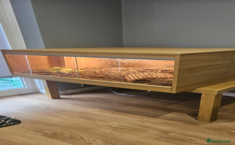 Tortoise reptiles - Advert 2