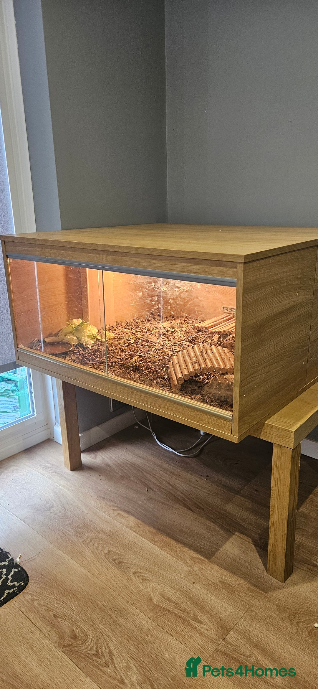 Tortoise reptiles for sale: 4YO (f) hermann & 3YO (f) spur tighed tortoise  - Image 1