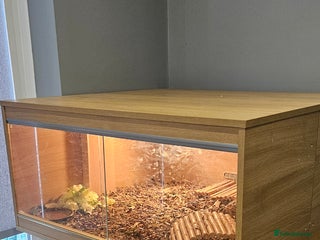 Tortoise reptiles - Advert 2