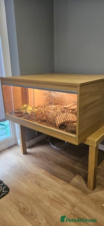 Tortoise reptiles - Advert 2