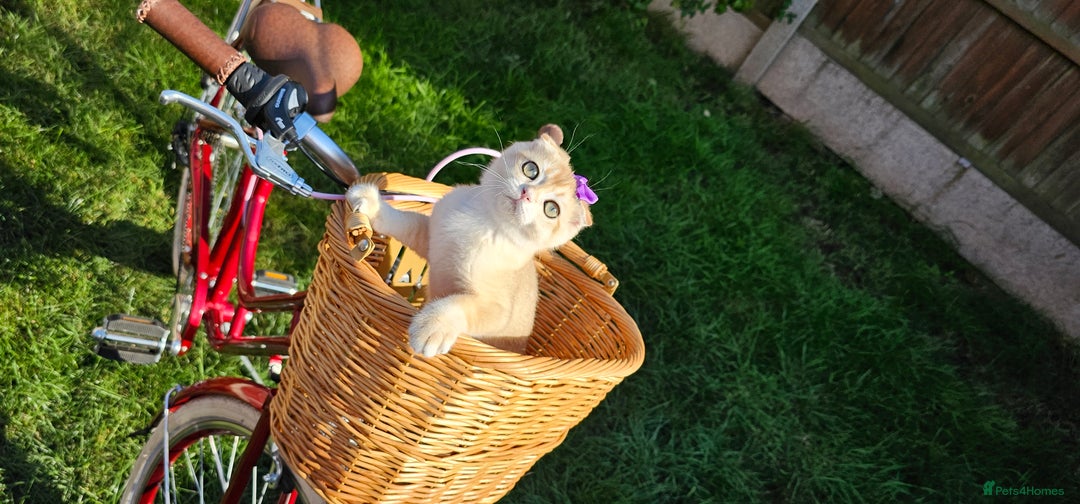Scottish Fold cats for sale: READY NOW-TICA-SCOTTISH FOLD GIRL  - Image 15