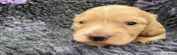 Dachshund dogs for sale:  Miniature Long Haired Dachshund puppies - Advert 6