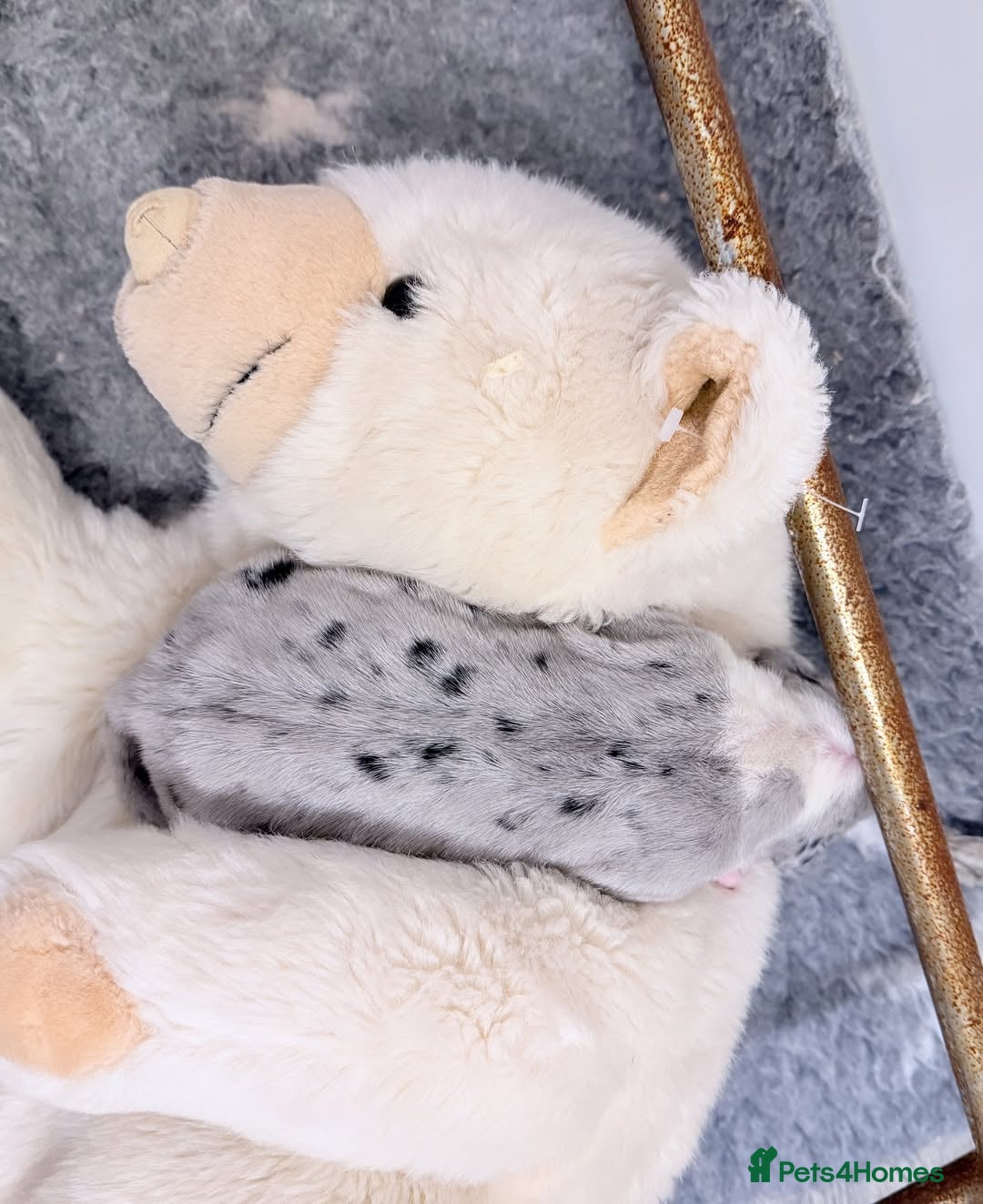 Great Dane dogs for sale: Great Danes Available–Gentle Giants in the Making - Advert 12