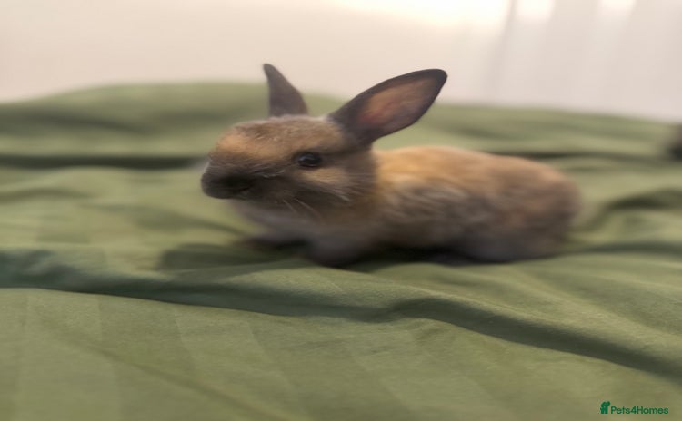 Rex rabbits - Advert 3
