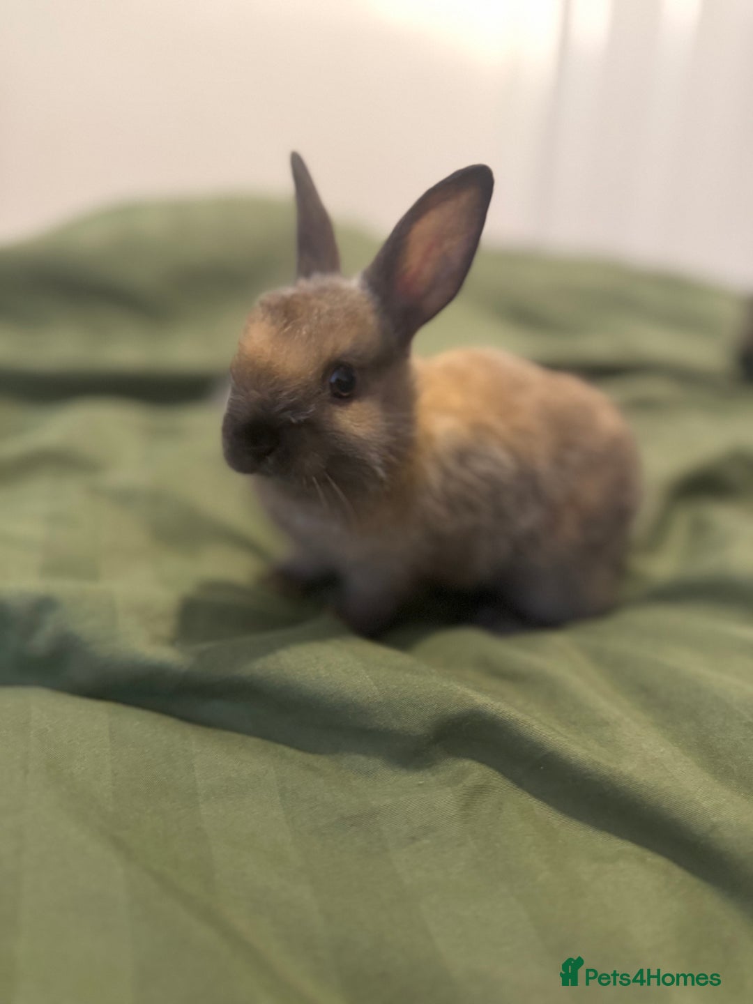 Rex rabbits for sale: Sold  - Image 1