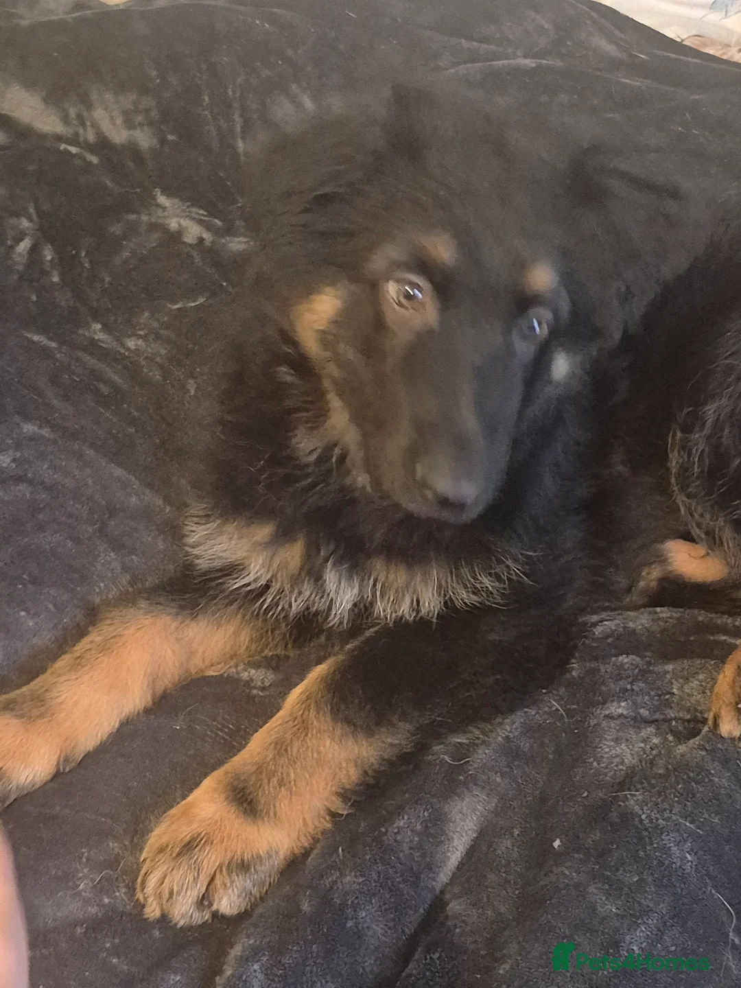 German Shepherd dogs for sale: Stunning big loving ball of fluff  - Advert 7