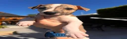Whippet dogs for sale: One boy, Kennel club registered. - Advert 10