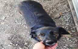 Mixed Breed dogs for adoption: Beautiful and Gentle LOLITA - for a Loving Home - Image 5