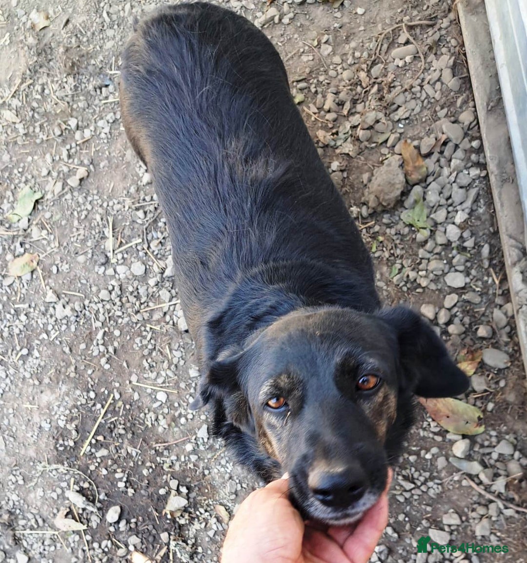 Mixed Breed dogs for adoption: Beautiful and Gentle LOLITA - for a Loving Home - Image 5