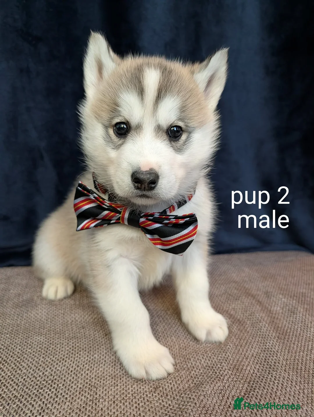 Siberian Husky dogs for sale: 6 beautiful Siberian Huskies  1 available  - Advert 5