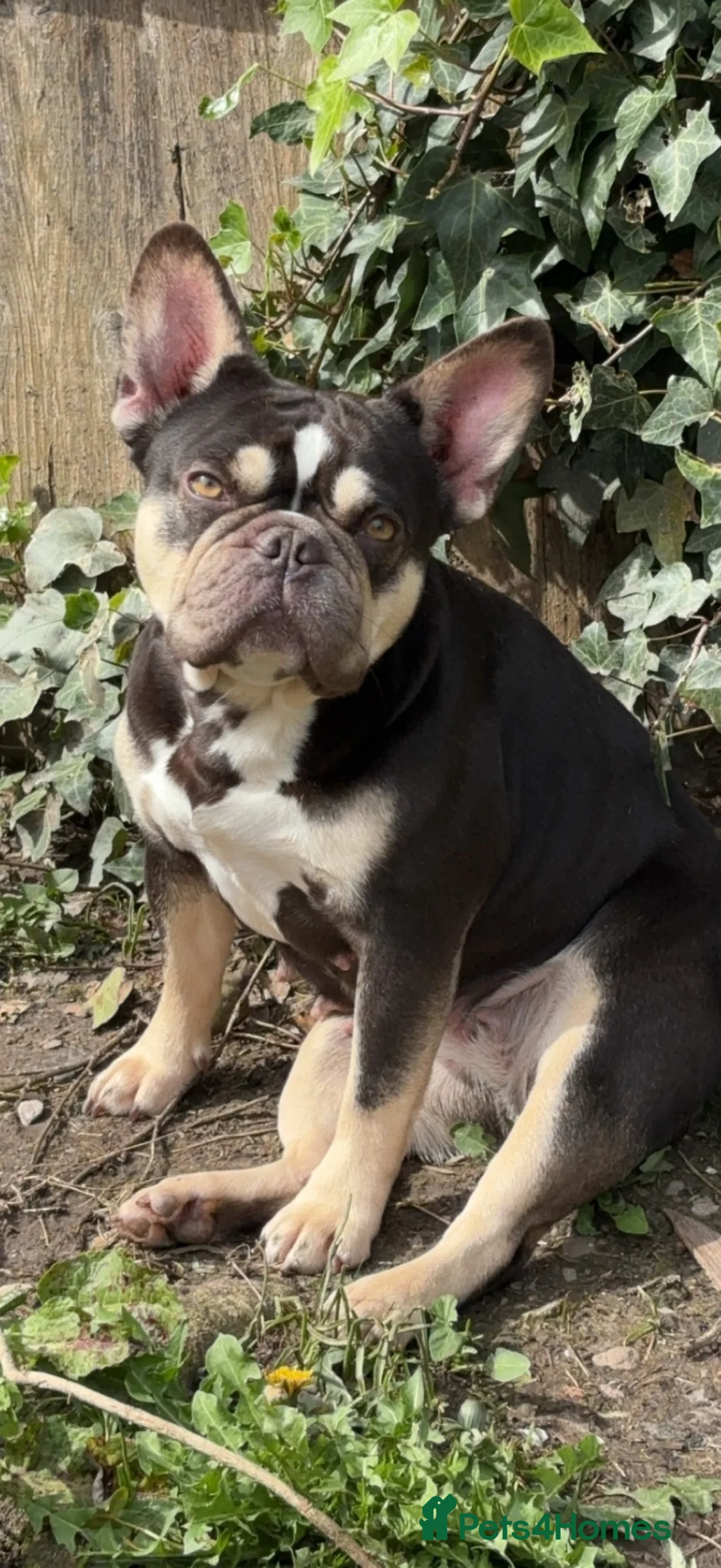 French Bulldog dogs for sale: Female French bulldog for re homing  - Advert 1