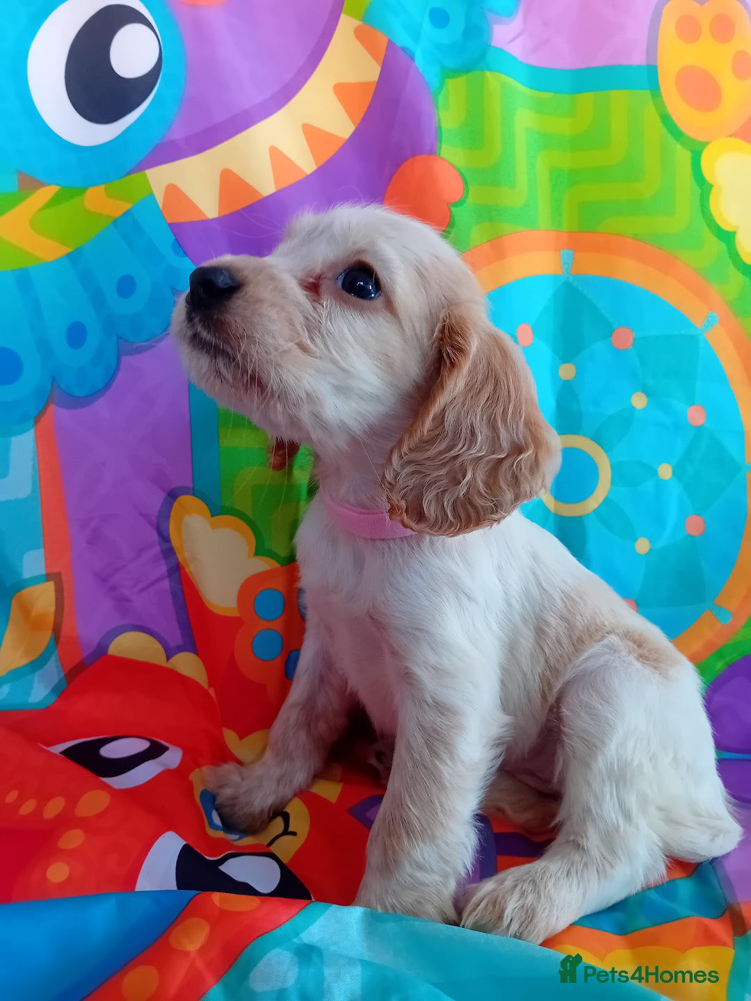 Cocker Spaniel dogs for sale: ❤️ Ready Now ❤️ Beautiful Cocker Spaniel Puppies - Image 5