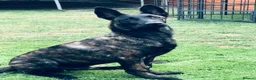 Belgian Shepherd Dog dogs for sale: Dutch shepherd he isn’t a Belgian  in Birmingham - Advert 2