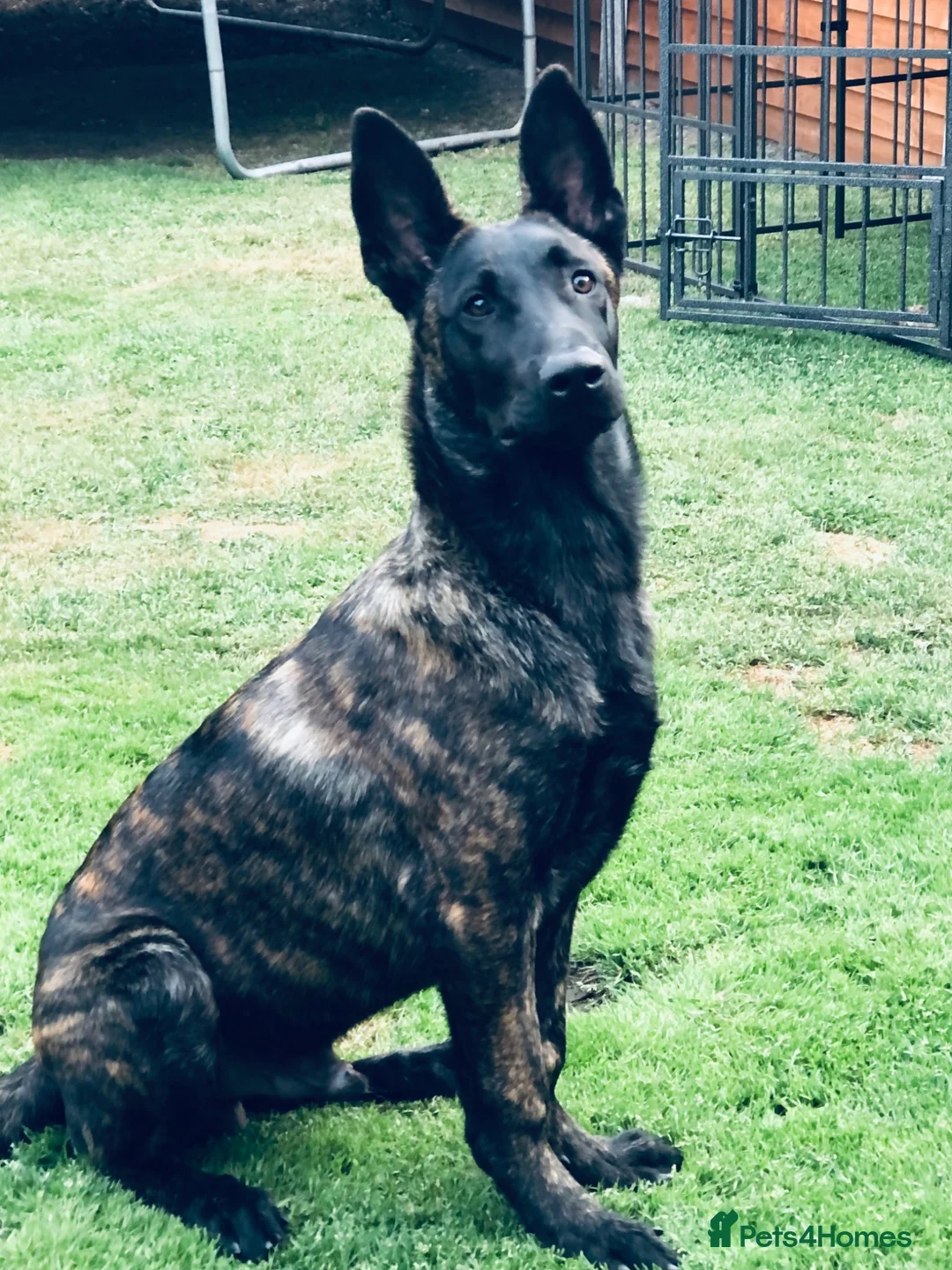 Belgian Shepherd Dog dogs for sale: Dutch shepherd he isn’t a Belgian  in Birmingham - Advert 2
