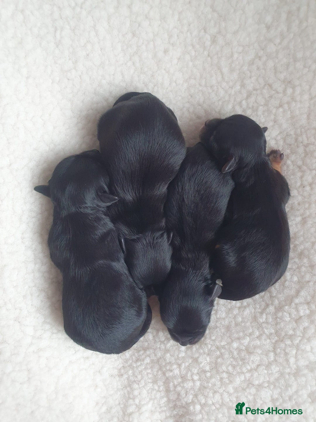 Toy Poodle dogs for stud: K.C Chocolate ToyPoodle at Stud in Coventry - Advert 40