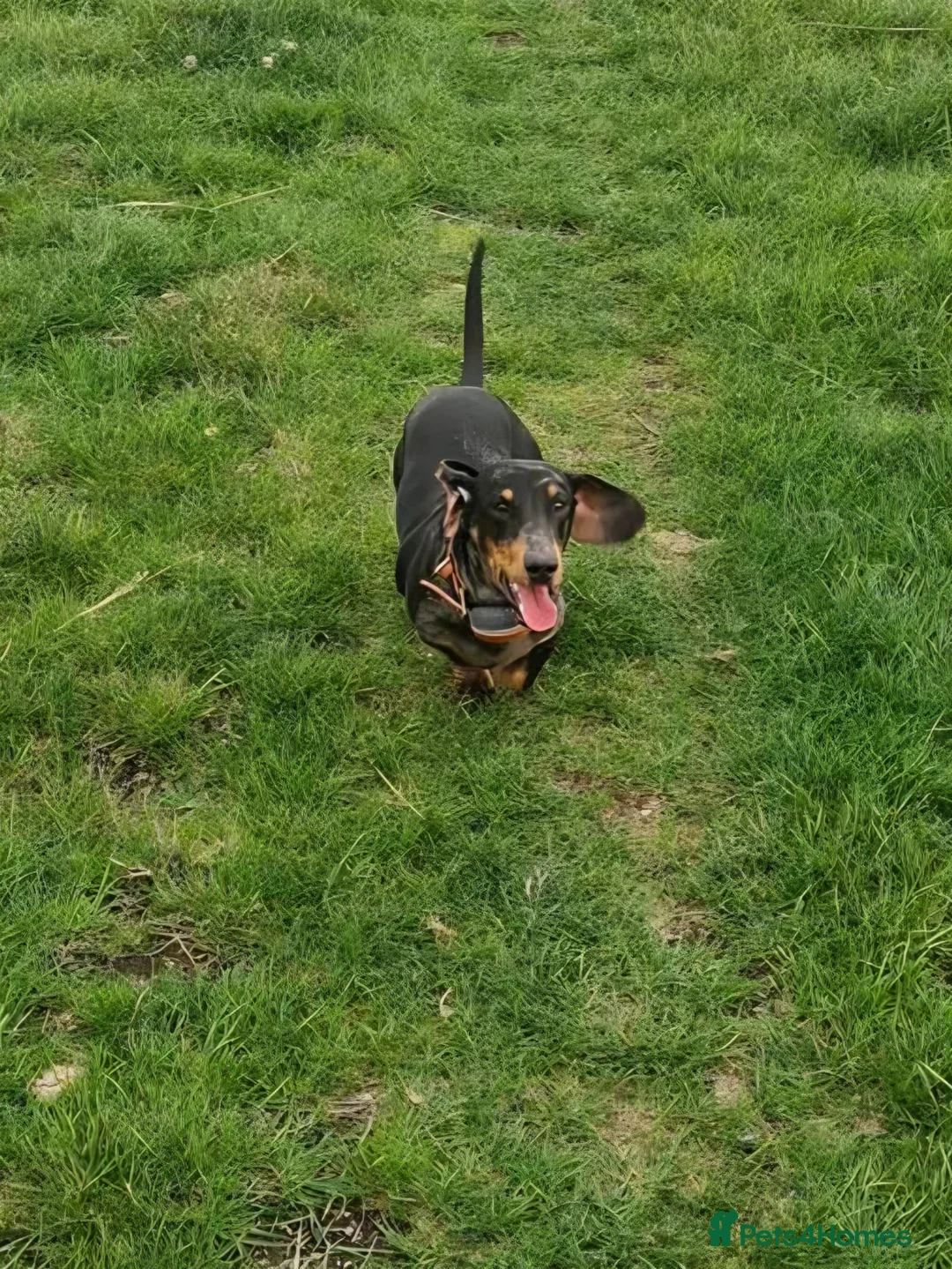 Miniature Dachshund dogs for sale: 3 year old miniature dachshund  in Grimsby - Advert 8