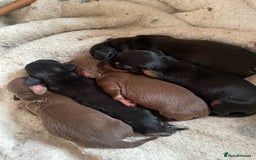 Miniature Dachshund dogs for stud: 🦖RAVENOUS REX🦖 in Worcester - Image 6