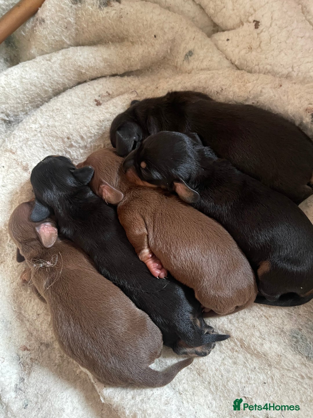 Miniature Dachshund dogs for stud: 🦖RAVENOUS REX🦖 in Worcester - Image 6