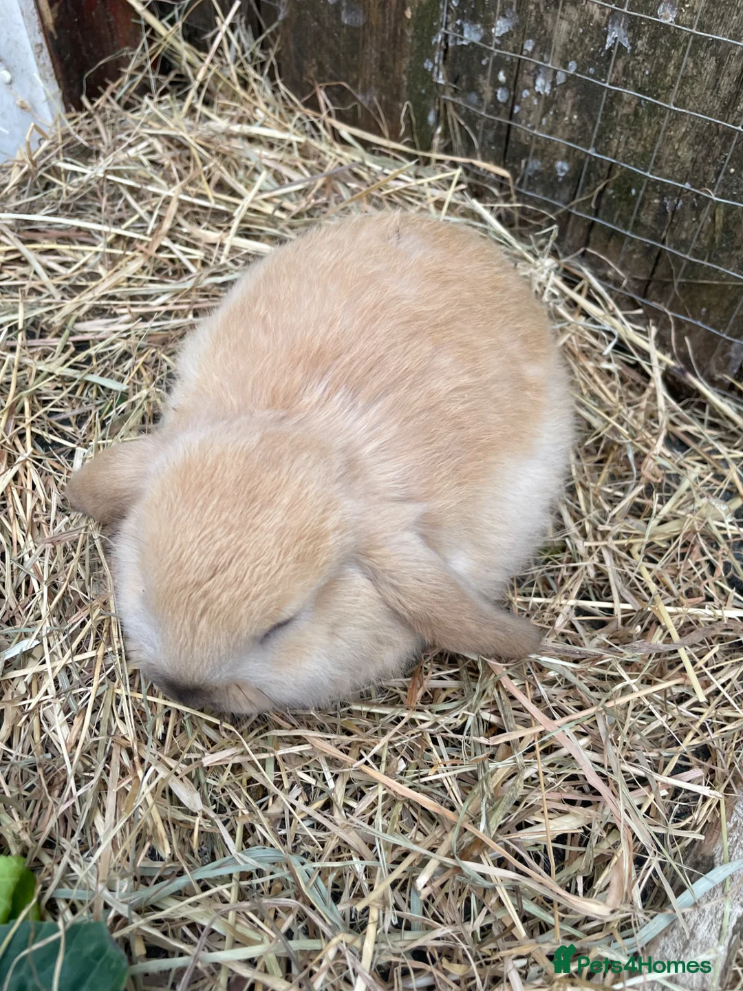 Mini Lop rabbits for sale: Mini Plush Lop Babies - Advert 2