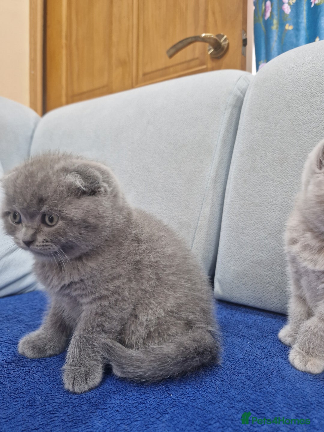 British Shorthair cats for sale: Kittens boy, girl, lilac and blue - Advert 17