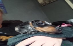 Dachshund dogs for sale: Miss Abby - Image 2