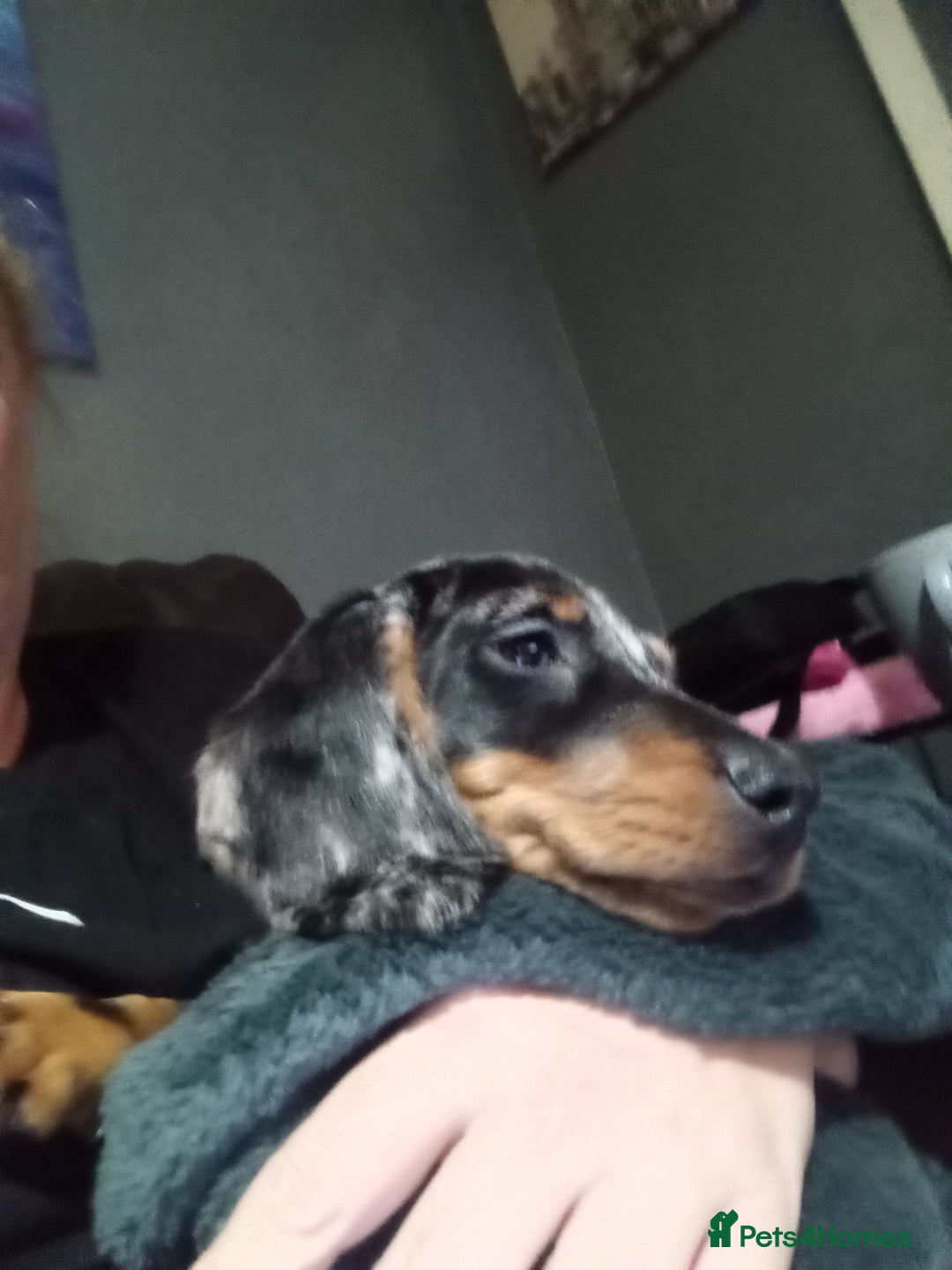 Dachshund dogs for sale: Miss Abby - Image 2