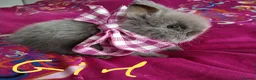 Lionhead rabbits for sale: Lionhead double maned - Advert 3
