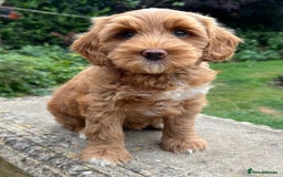 Australian Labradoodle dogs for stud: Proven extensively health tested gorgeous stud - Image 24