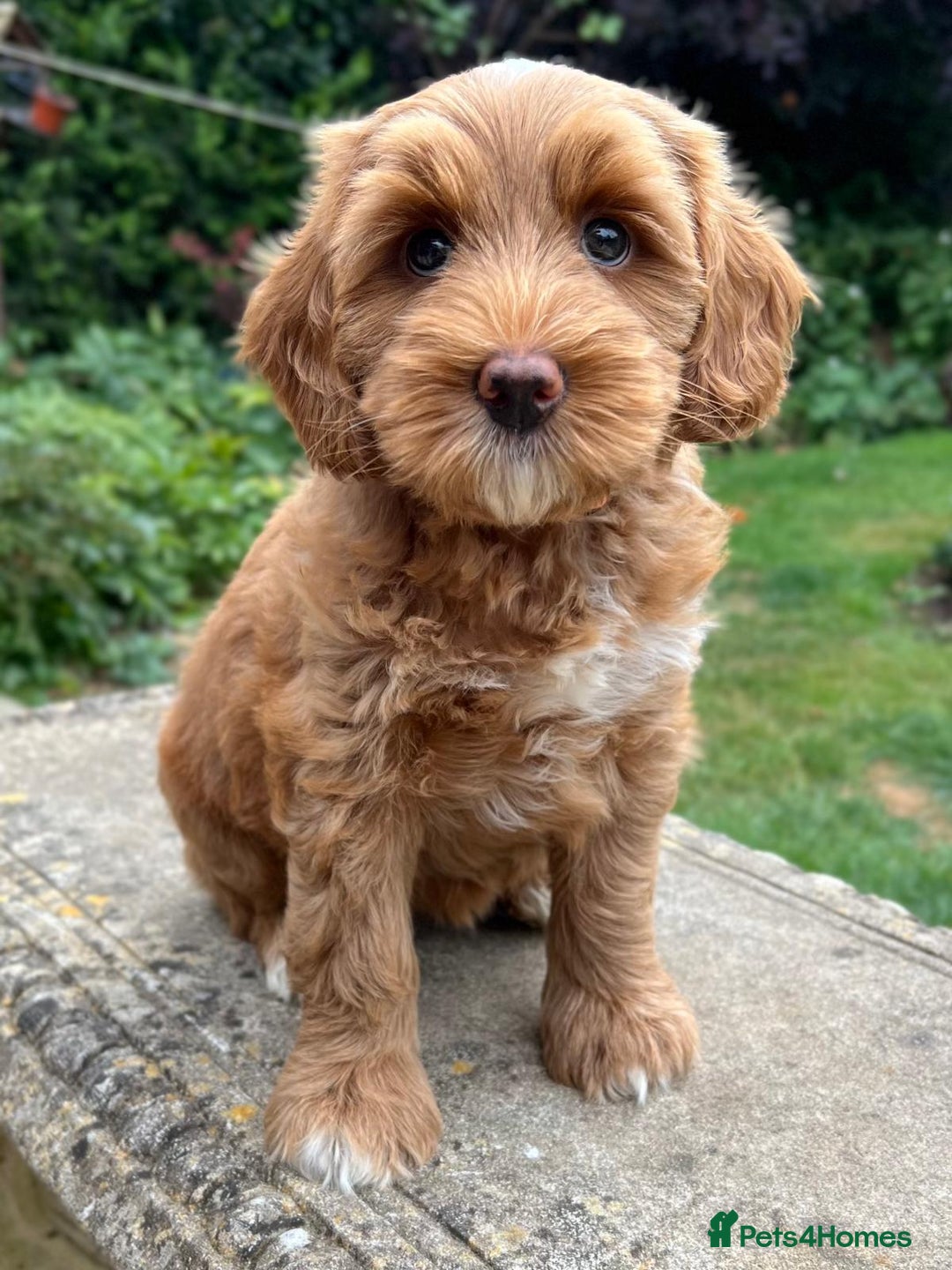 Australian Labradoodle dogs for stud: Proven extensively health tested gorgeous stud - Image 24