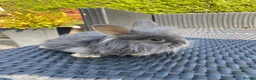 Angora rabbits for sale: Mixed, angora and a Teddywidder £70 - Advert 3