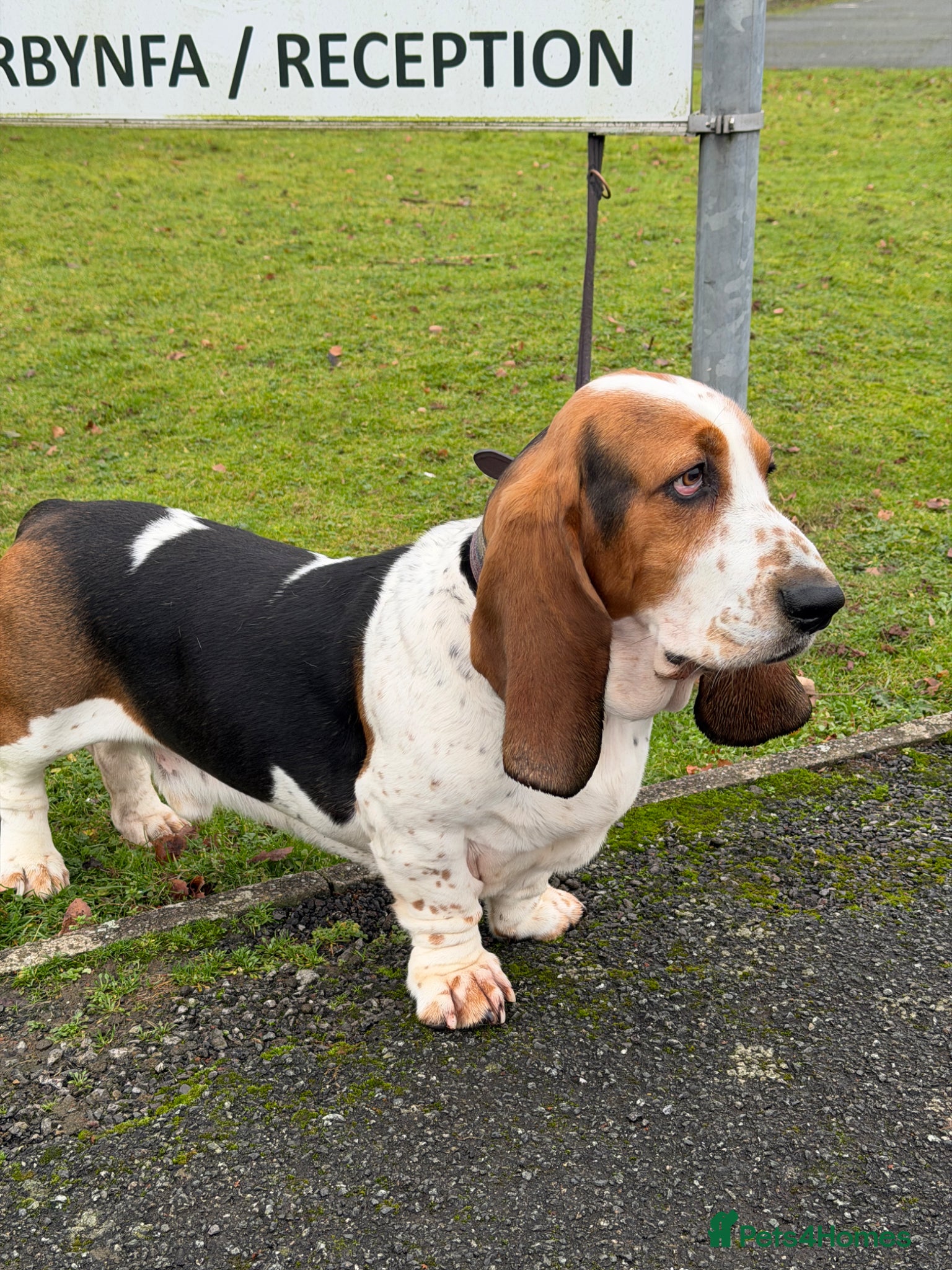 Basset Hound dogs Basset Hound Stud - Advert 1