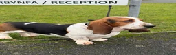 Basset Hound dogs for stud: Basset Hound Stud in Brecon - Advert 1