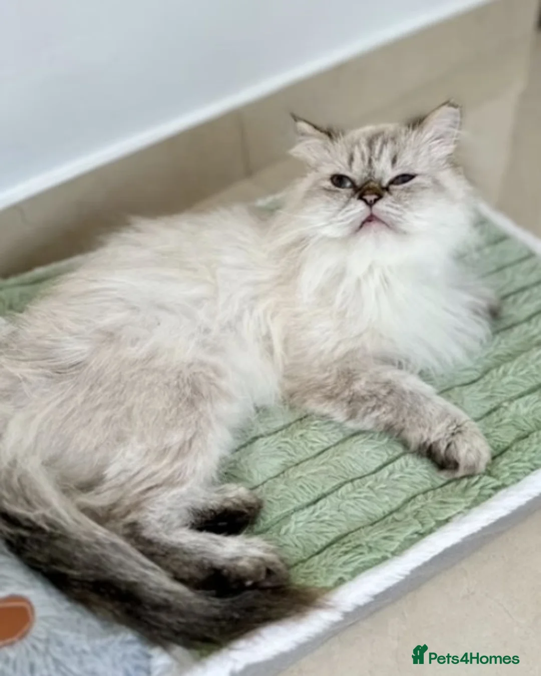 Persian cats for adoption: Female Cat for Indoor-Only Adoption - Advert 6