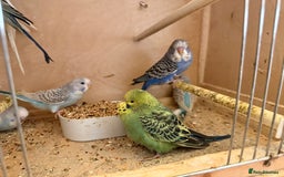 Budgerigars birds for sale: Baby budgies mixed  - Image 2