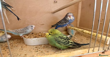 Budgerigars birds - Advert 16