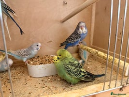 Budgerigars birds - Advert 16